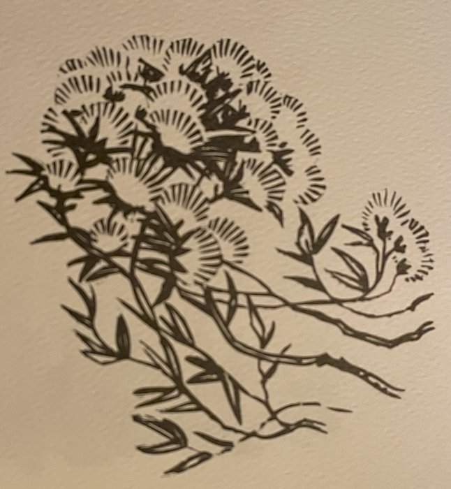 Pohutukawa Blooms Again
